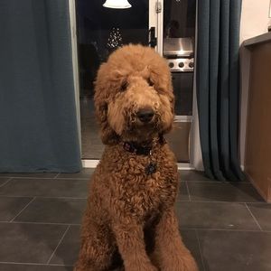 Meet your Posher, Wendy